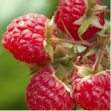 Малина традиционная Красное облако