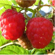 Малина традиционная Кредо