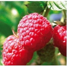 Малина традиционная Крепыш (штамбовый тип куста)