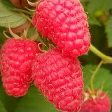 Малина традиционная Маросейка