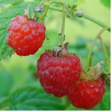 Малина традиционная Огонек