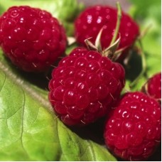 Малина традиционная Оттава