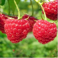 Малина традиционная Рубиновая