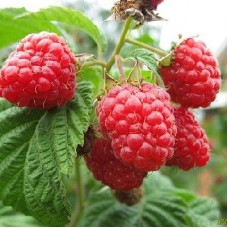 Малина традиционная Скромница