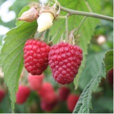 Малина традиционная Столичная