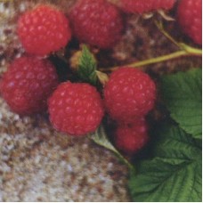 Малина традиционная Трояна