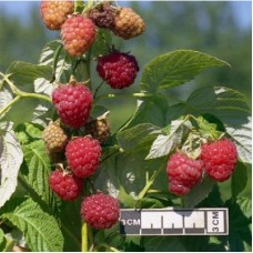 Малина традиционная За Здравие