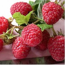 Малина традиционная Зевс