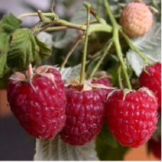 Малина традиционная Журавлик