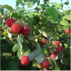 Малина традиционная Зоренька Алтая