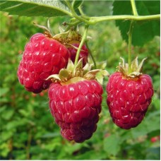 Малина Антарес