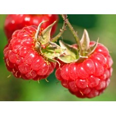 Малина традиционная Бархатная