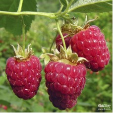 Малина ремонтантная Дочь Геракла