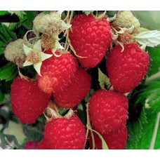 Малина ремонтантная Химбо Топ