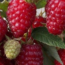 Малина ремонтантная Носорог