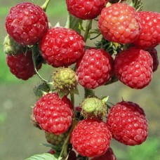 Малина традиционная Канадская (штамбовый тип куста)