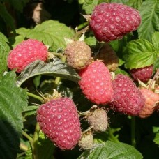 Малина традиционная Дельбар Манифик