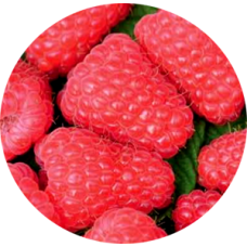 Малина традиционная Ляшка