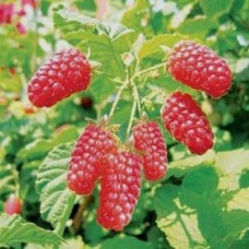 Малина традиционная Патриция