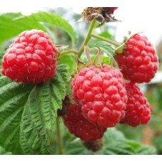 Малина традиционная Столешник