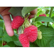 Малина ремонтантная Татьяна