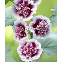 Мальва розовая Крем де Кассис