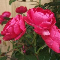 Роза миниатюрная Пинк Морсдаг