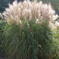 Мискантус китайский Малепартус