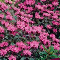 Монарда гибридная Кренберри Лейс Монарда гибридная Кренберри Лейс