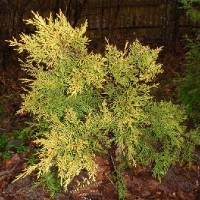 Можжевельник китайский Куривао Голд