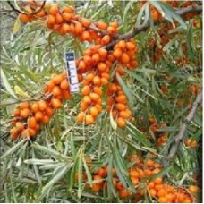 Облепиха Чулышманка Облепиха Чулышманка