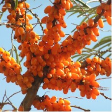 Облепиха Эрго Облепиха Эрго