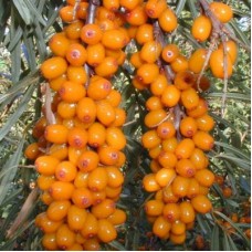 Облепиха Московская Ананасная Облепиха Московская Ананасная