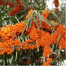 Облепиха Нижегородская сладкая Облепиха Нижегородская сладкая