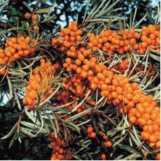 Облепиха Обильная Облепиха Обильная