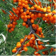 Облепиха Пантелеевская Облепиха Пантелеевская