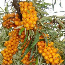 Облепиха Подруга Облепиха Подруга