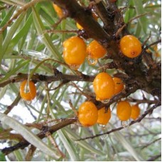 Облепиха Солнечная Облепиха Солнечная