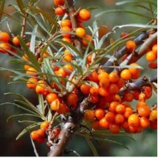 Облепиха Теньга Облепиха Теньга