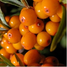 Облепиха Улала Облепиха Улала