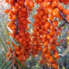 Облепиха Руэт Облепиха Руэт