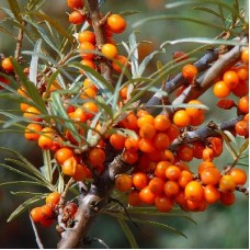 Облепиха Сударушка Облепиха Сударушка