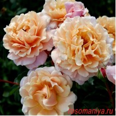Роза парковая Шато де Вамаркус