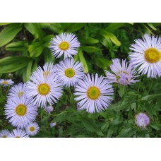 Мелколепестник гибридный Блау