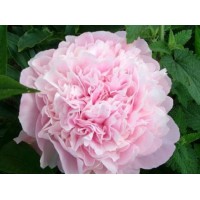 Пион травянистый Диннер Плейт