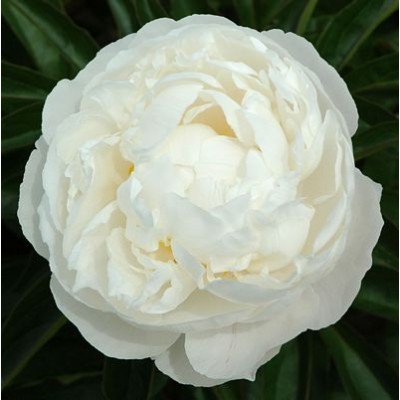 Пион травянистый Гардения Пион травянистый Гардения