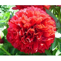 Пион травянистый Ред Грейс