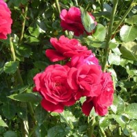 Роза плетистая Симпати