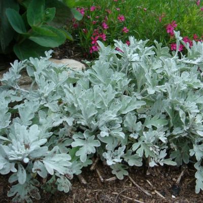 Полынь Стеллера Морис Форм