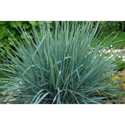 Элимус песчаный